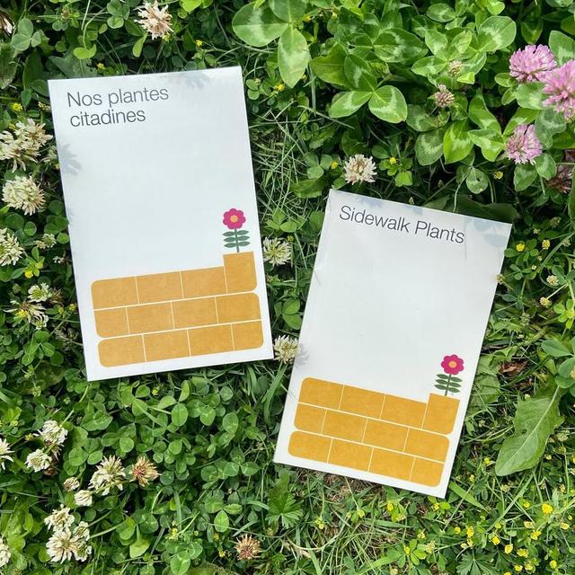 Featured image for Sidewalk Plants